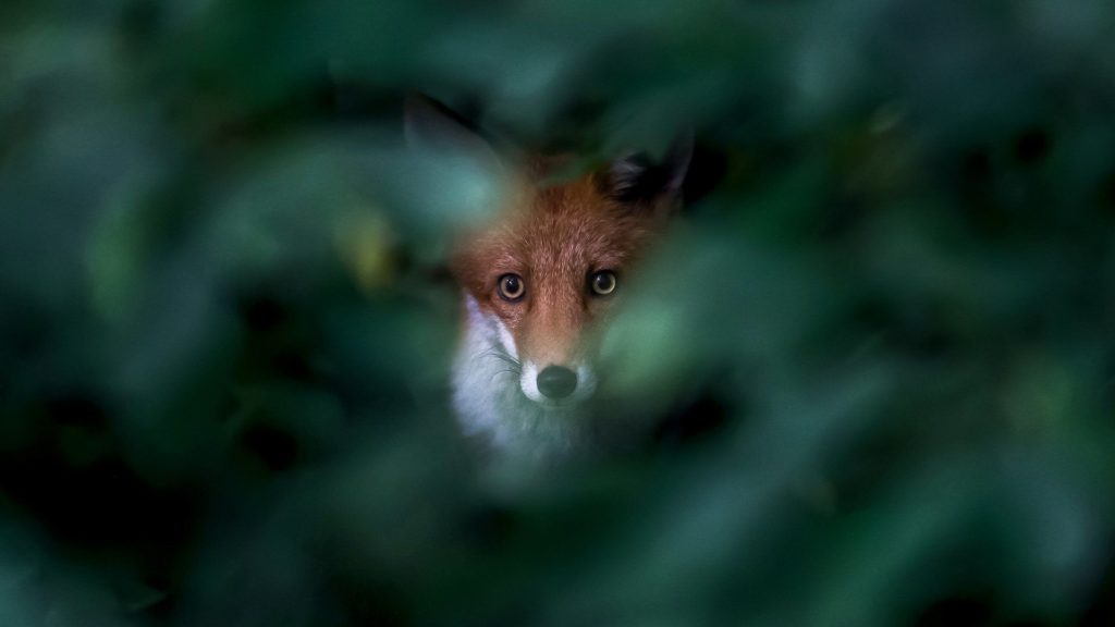 Fox peeping through leaves