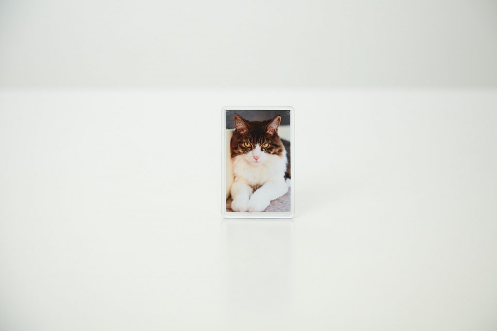 Cat fridge magnet