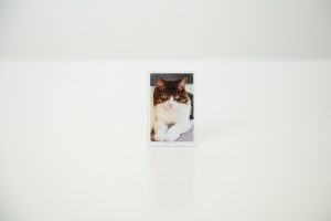 Cat fridge magnet